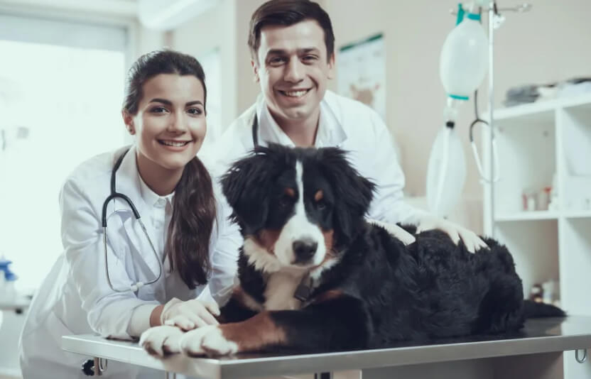 Ветеринар и владелец стоят рядом с собакой, собака на кушетке